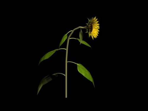 Download FREE 3D Models!