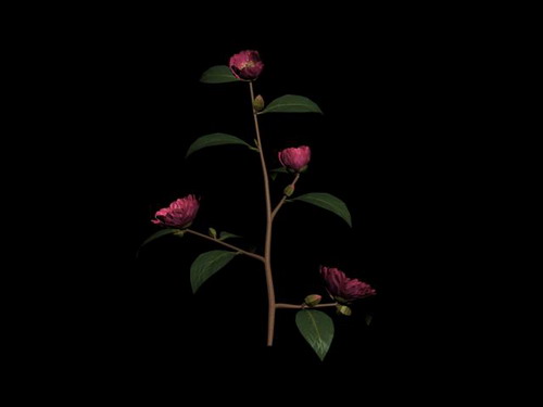 Download FREE 3D Models!