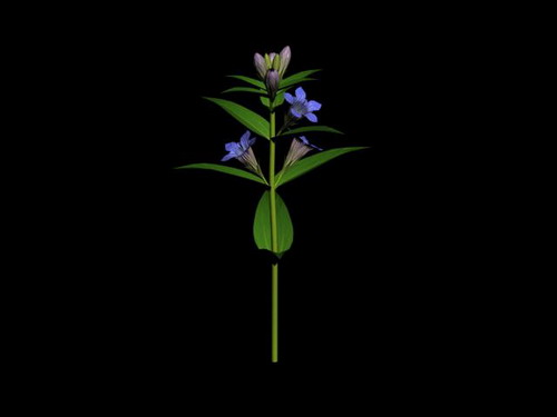 Download FREE 3D Models!