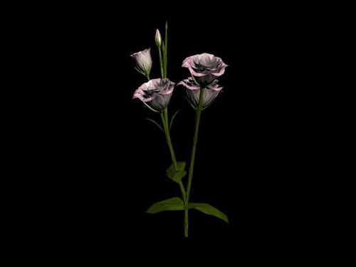 Download FREE 3D Models!