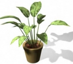 Plants 009-16