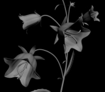  plants  /  orchids -13