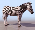  Zebra animals  4
