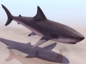  Sharks animals  5