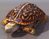  Turtles  animals  6