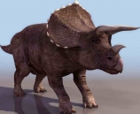  Rhino  animals  7