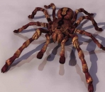  Spider  animals  9