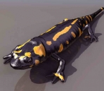    2 sets   Lizards animals  10