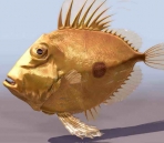  fish  animals  12