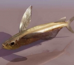  fish  animals  14