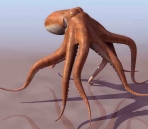  Octopus  animals  15