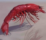  Shrimps animals   16