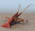  Lobster  animals   17