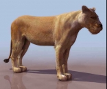  lions animals  18