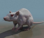  mouses  animals 19