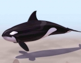  Whales  animals  20