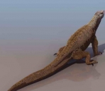  Chameleon animals  21