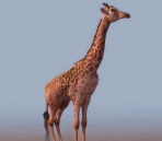   Giraffe  animals  23