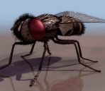  Flies  animals  25