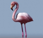  Swan animals  26