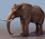  Elephants animals  27