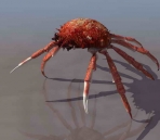  crabs animals