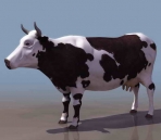  Cows  animals  29