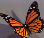   Butterfly animals  31