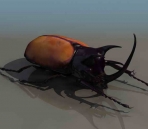   beetles  animals  32