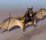   Bats  animals  35