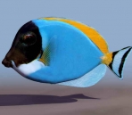 Tropical fish  animals  37