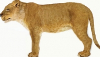  lions  animals  41-3