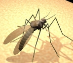  Mosquito animals  47