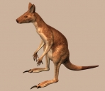  Kangaroo animals52