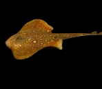  fish  animals 52