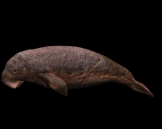 Sealion animals 55
