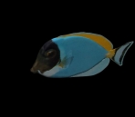  fish  animals 56-3