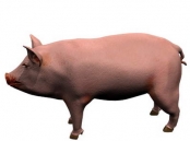   pigs in 2007 animals 57