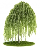 Collectables Plant / tree / shrub Download FREE 3D Models1-5
