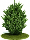 Collectables Plant / tree / shrub Download FREE 3D Models2-5