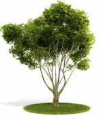 Collectables Plant / tree / shrub Download FREE 3D Models3-5