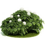Collectables Plant / tree / shrub Download FREE 3D Models4-5