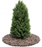 Collectables Plant / tree / shrub Download FREE 3D Models5-5