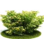 Collectables Plant / tree / shrub Download FREE 3D Models6-5