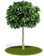 Collectables Plant / tree / shrub Download FREE 3D Models7-5
