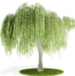 Collectables Plant / tree / shrub Download FREE 3D Models8-5