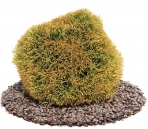 Collectables Plant / tree / shrub Download FREE 3D Models9-5