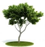 Collectables Plant / tree / shrub Download FREE 3D Models10-5