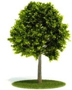 Collectables Plant / tree / shrub Download FREE 3D Models11-5