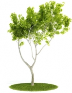 Collectables Plant / tree / shrub Download FREE 3D Models12-5